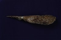 Mikado Pheasant Collection Image, Figure 9, Total 11 Figures
